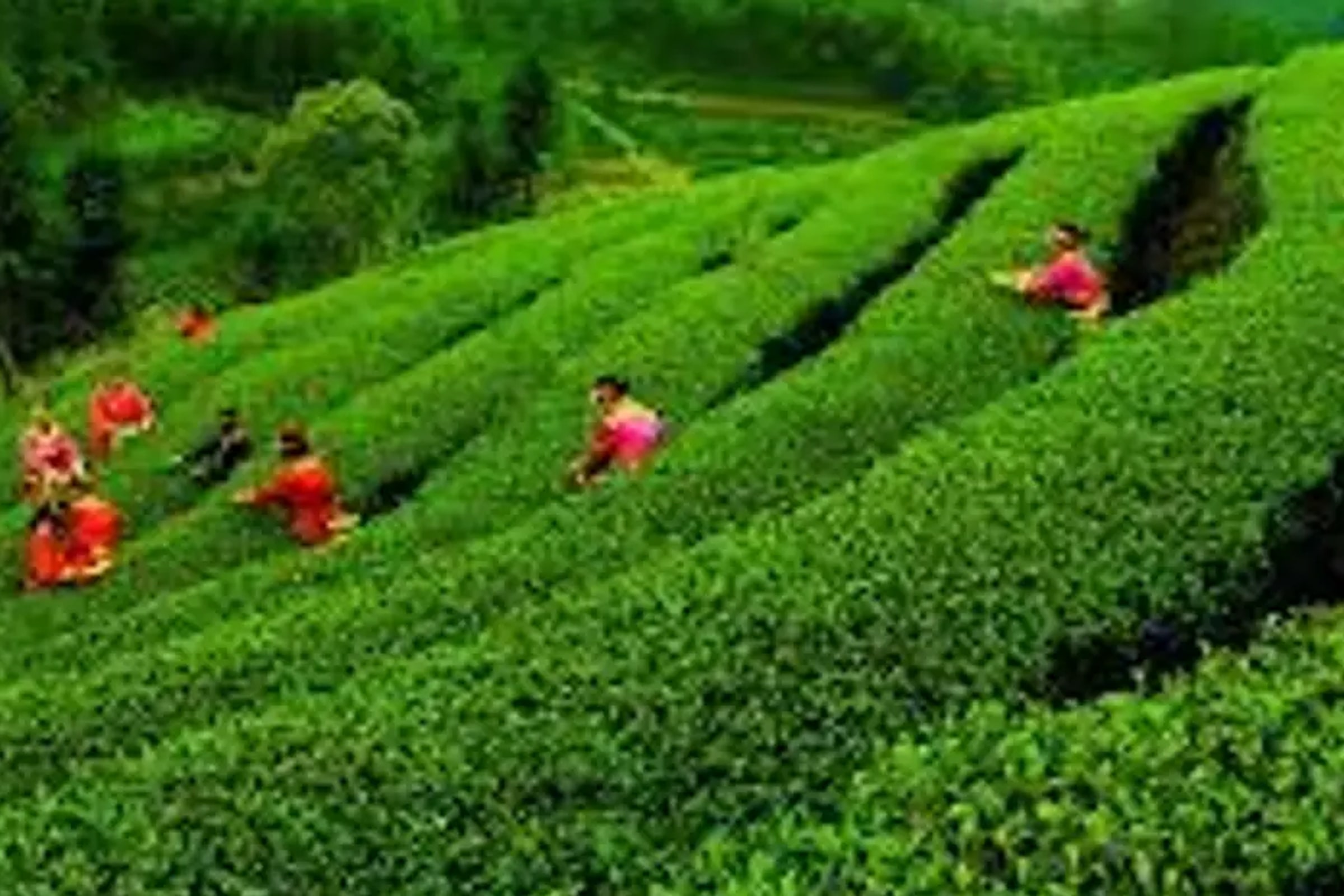 Mount Yao & Tea Plantation Private Half Day Tour